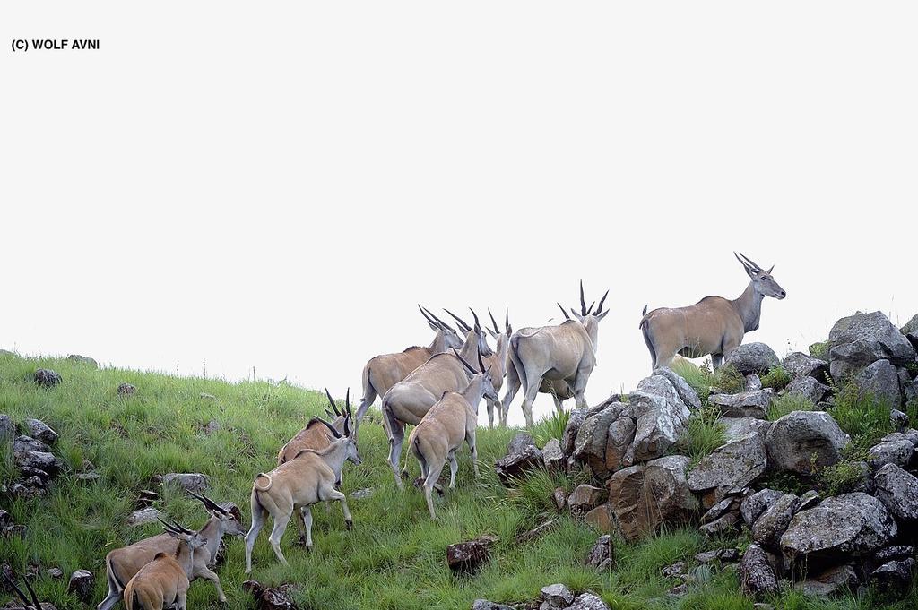 Giantscup Wilderness Reserve Ундерберг Экстерьер фото